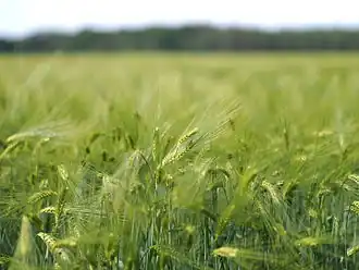 Wheat field in strong wind with bokeh, ISO speed = 200, exposure time = 1/4000 s, exposure value = 11.5.