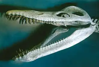 Close-up view of the restored skull of a pliosaur