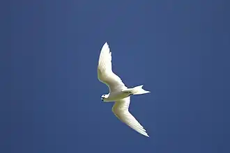 L'Île Coco - Fauna of St Brandon Cargados Carajos