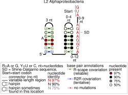L2 ribosomal protein leader