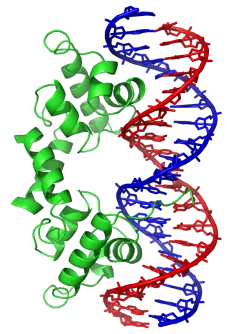 Ribbon diagram of the lambda repressor dimer bound to DNA.