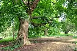 Lamport Garden, 2016