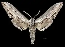 Male Langia zenzeroides formosana