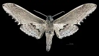 Male Langia zenzeroides zenzeroides, ventral view