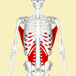 Position of the latissimus dorsi muscle (shown in red). Animation.