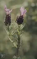 Lavandula stoechas