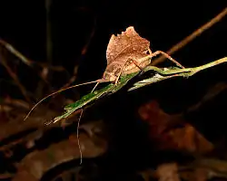 Typophyllum laciniosum, Tambopata National Reserve, Peru
