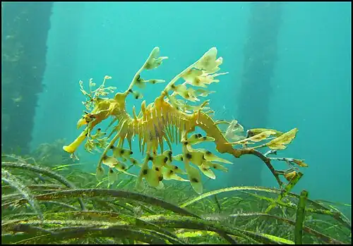 Sea dragons camouflaged to look like floating seaweed live in kelp forests and seagrass meadows.[388]