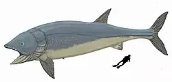 The Jurassic Leedsichthys was a filter-feeder and the largest ray-finned fish to have ever lived