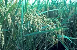 Oryza sativa (spikes in a panicle, "panicle")