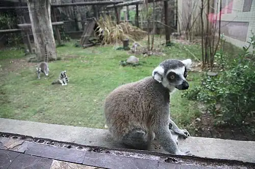 Ring-tailed lemur