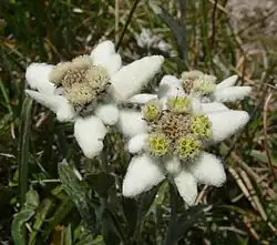 Late season version with &quot;fat&quot; appearance from flowered-out central floret-pods and from longer petal-&quot;fuzz&quot;.[12] Specimen found in the Stubai Alps.[13]