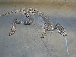 Leptictidium, a small mammal, likely bipedal