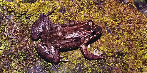 Sabinal frog (Leptodactylus melanonotus), municipality of Aldama, Tamaulipas (3 June 2004).