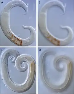 Leptolaimus dififtinus