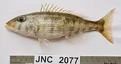 Lethrinus variegatus