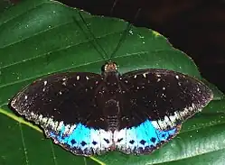 Male - dorsal view