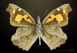 Ventral side