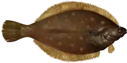 An image of the brown oval-shaped upperside of the yellowtail flounder