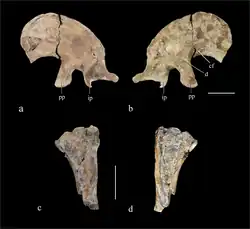 Ilium (top) and ischium (bottom)
