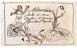 Linnaeus' original Andromeda drawing