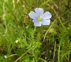 Pale blue flower with five petals atop a thin stem with narrow leaves
