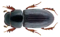 Liothorax kraatzi