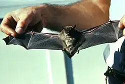 Myotis lucifugus