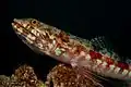 Variegated lizardfish at Wakatobi National Park Indonesia, 2018