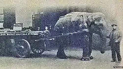 Lizzie the Elephant