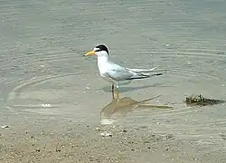 Least tern (S. a. antillarum) at Lake Jackson, Florida