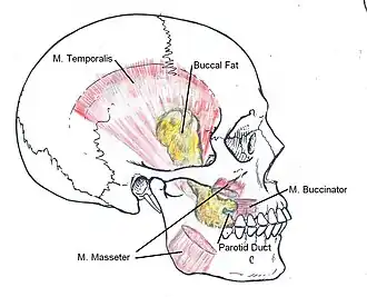 Buccal fat-pad reduction: The anatomic locale of the buccal fat pads in the human face.
