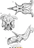 Illustration of the reconstructed skull of Lokiceratops