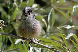 Yellow eye-ring of young bird, Oxfordshire
