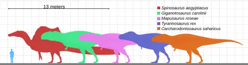 Size comparison of the largest theropods.