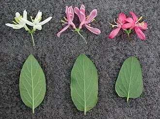 Comparison between (left to right) L.&nbsp;morrowii, one form of L.&nbsp;×&nbsp;bella, and L.&nbsp;tatarica