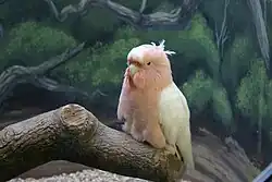 Cookie, a cockatoo that lived to be 83 years old, housed in the Brookfield Zoo[28]