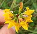 Greater bird's foot trefoil