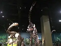 A pair of Lufengosaurus mounted at the museum.