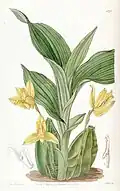 Illustration of "Lycaste aromatica" from Edwards's Botanical Register, Vol 22 (1836)