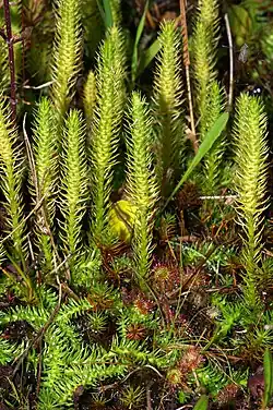 Marsh Clubmoss Lycopodiella inundata