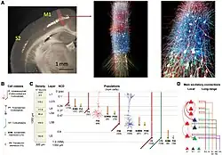 A biophysically realistic model of the mouse primary motor cortex microcircuit representing a cylindrical volume of 300 μm diameter: 3D visualization, connectivity, dimensions, and neuronal densities, classes, and morphologies[11]