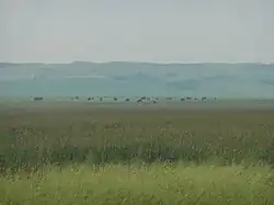 Pasture in the MD of Provost No. 52