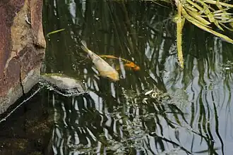 Fish in a pond.