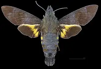 Macroglossum corythus ♂