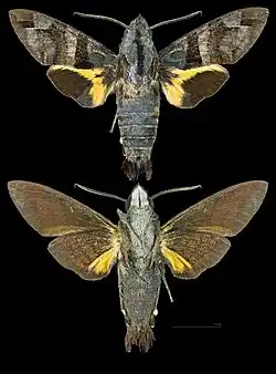 Macroglossum heliophila