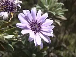 A pink and purple flower