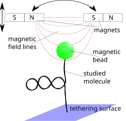 Molecule attached to a tethering surface and a magnetic bead. The bead is placed in a magnetic field gradient that exerts a force on the bead.