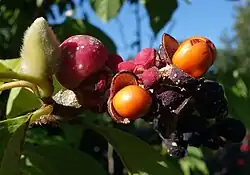 Mature fruit with seeds