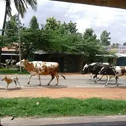 Mahadevapura bus stand